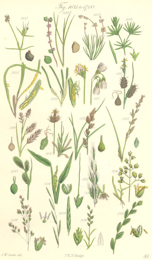 WILD FLOWERS.Pond-weed;Cotton-Cut-Wind-Meadow-Flote-Wheat-Rye-grass.SOWERBY 1890